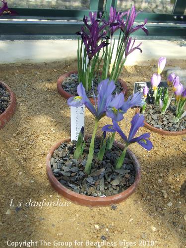 DSCF6551 - I. x danfordiae